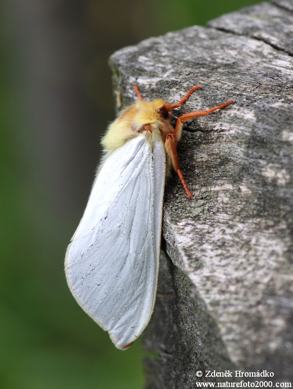 hrotnokřídlec chmelový, Hepialus humuli (Motýli, Lepidoptera)
